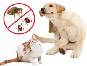 Parasite Prevention: What’s New